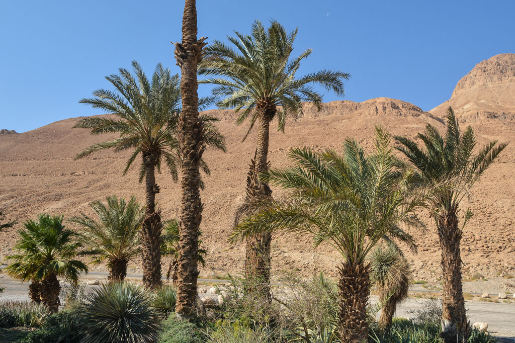 Palmeiras nascem a partir de sementes de dois mil anos de idade
