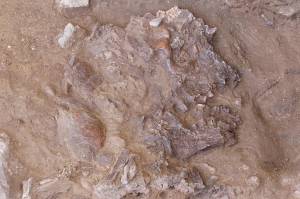 O crânio neandertal encontrado, amassado pela acumulação milenar de sedimentos. (Foto: Graeme Barker)