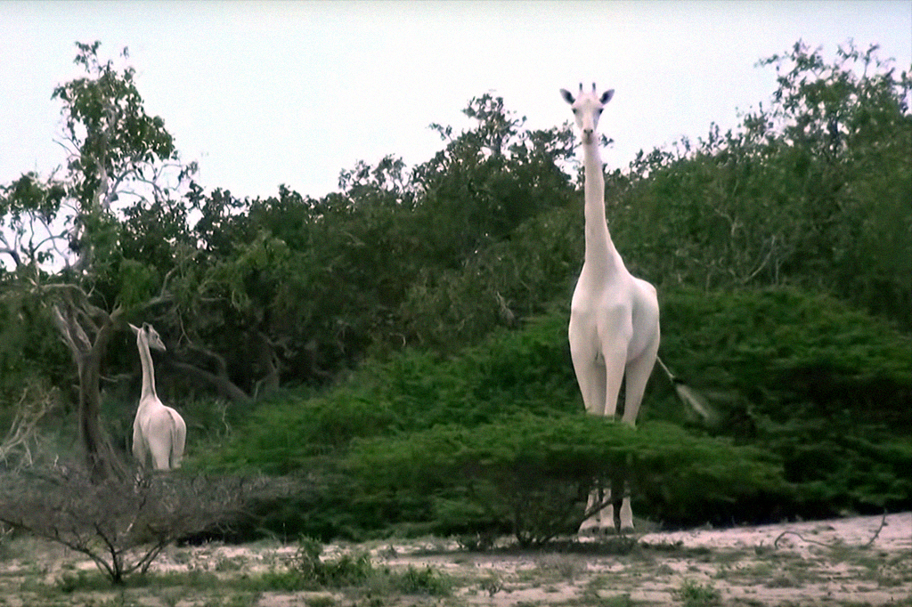 Não, as girafas brancas, mortas por caçadores, não eram albinas