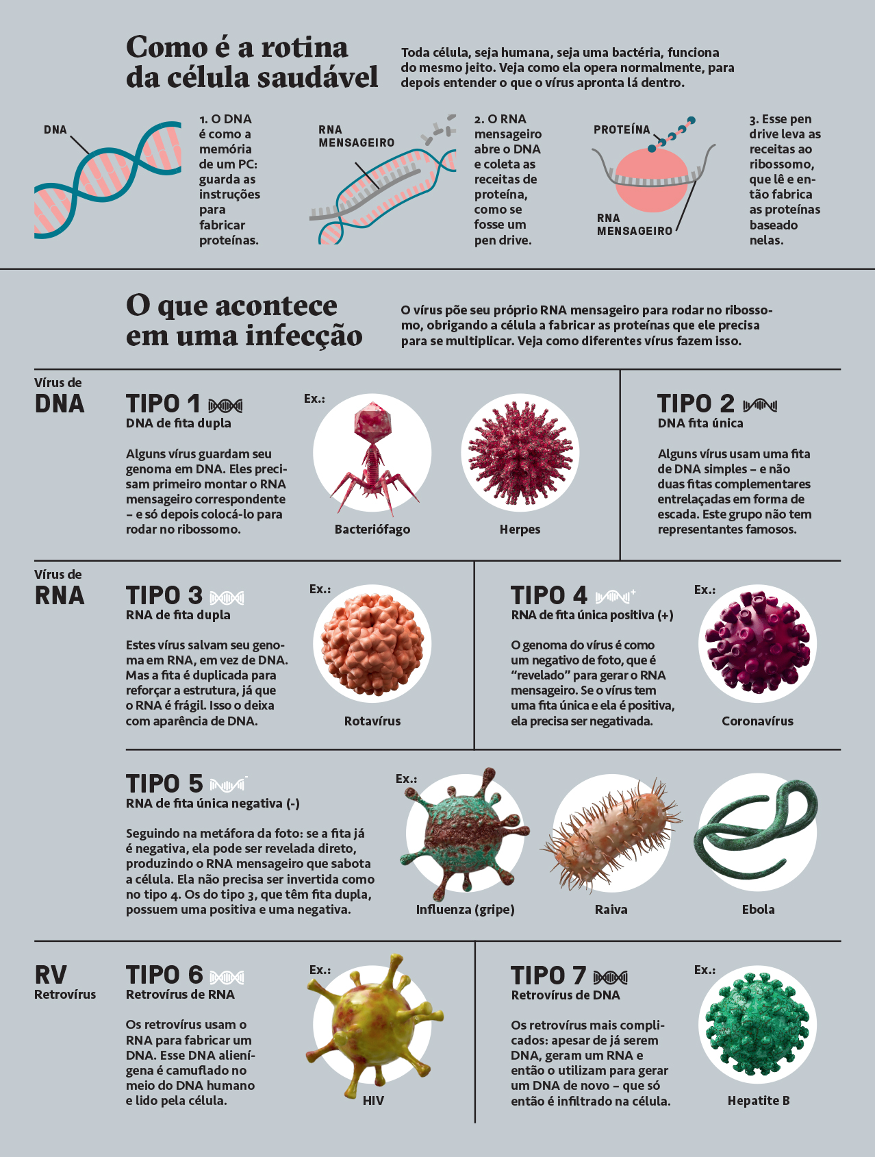 Como Se Denomina O Tipo De Vírus Que Ataca Bactérias 1539