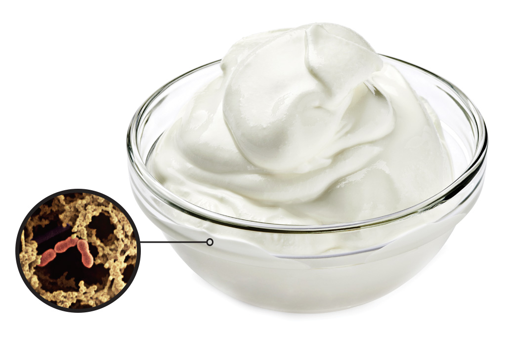SI_Comida_Microbios_3 <strong>Lactobacillus bulgaricus – Uma das várias espécies de bactérias empregadas para fazer derivados de leite – e por isso denominadas lactobacilos –, age na fabricação do iogurte.</strong>