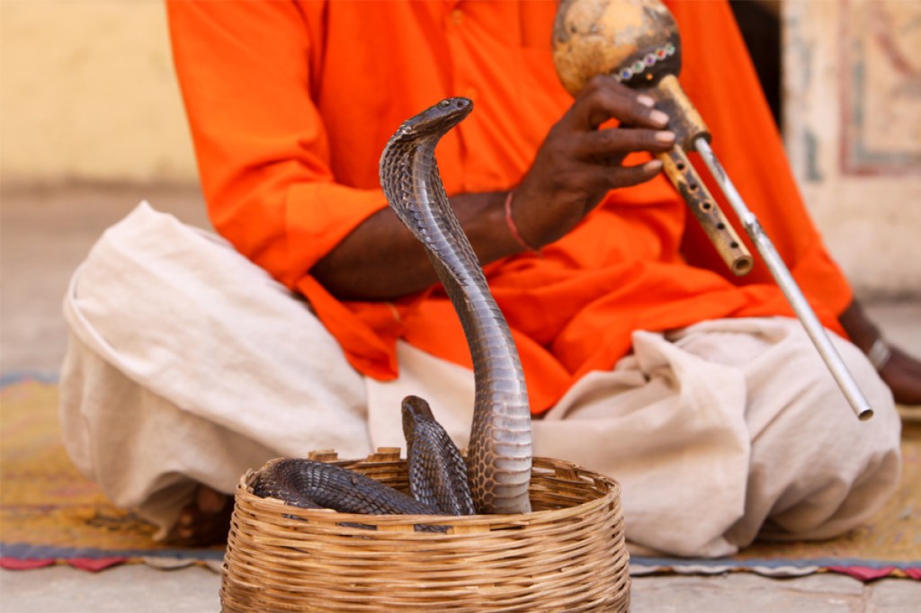 Perguntas e respostas sobre o mundo das serpentes: desvende seis