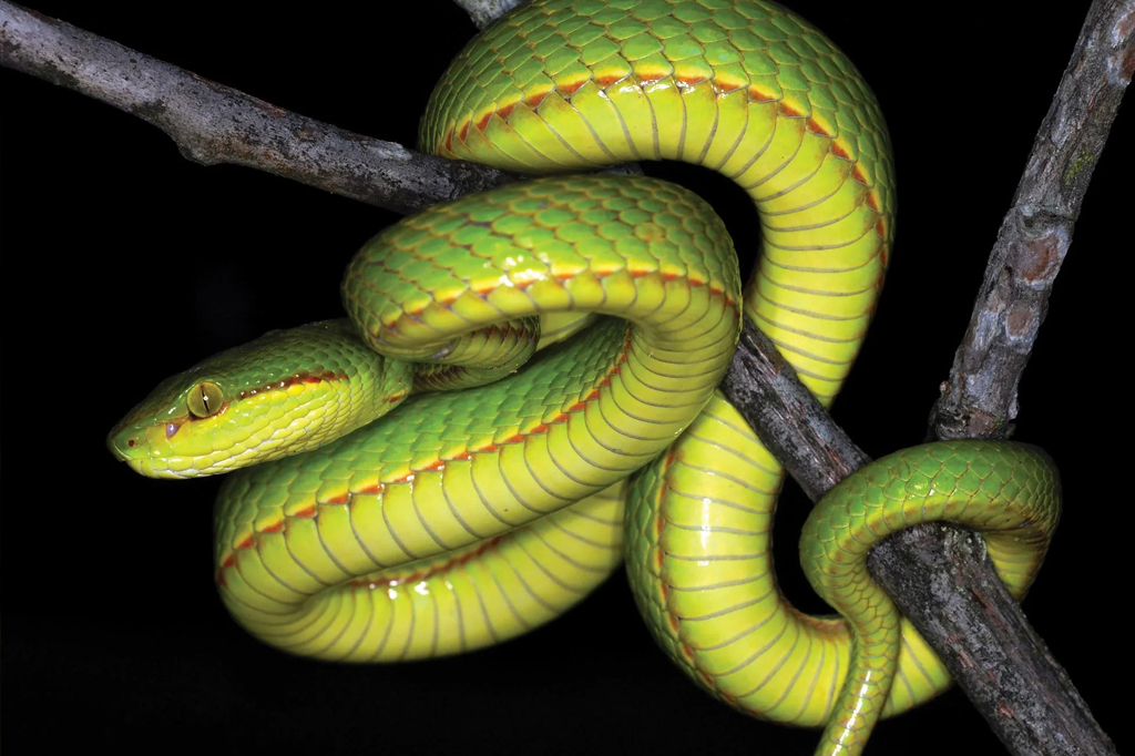 Nova espécie de cobra é batizada em homenagem a Salazar Sonserina