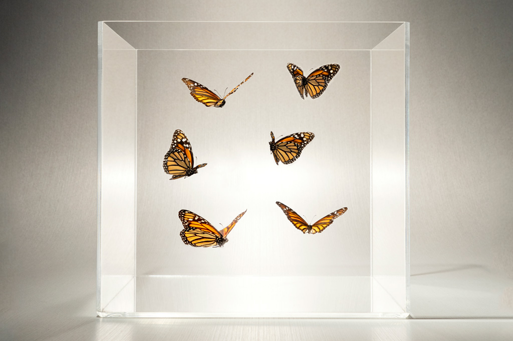 Por que sentimos “borboletas no estômago”?