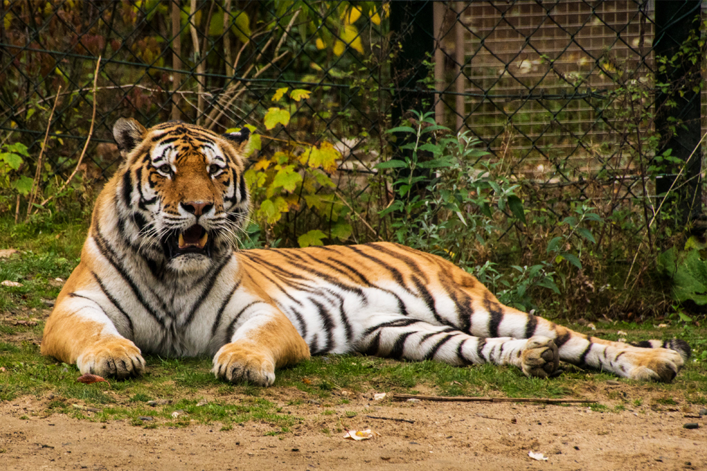 Tigre de zoológico de Nova York testa positivo para Covid-19
