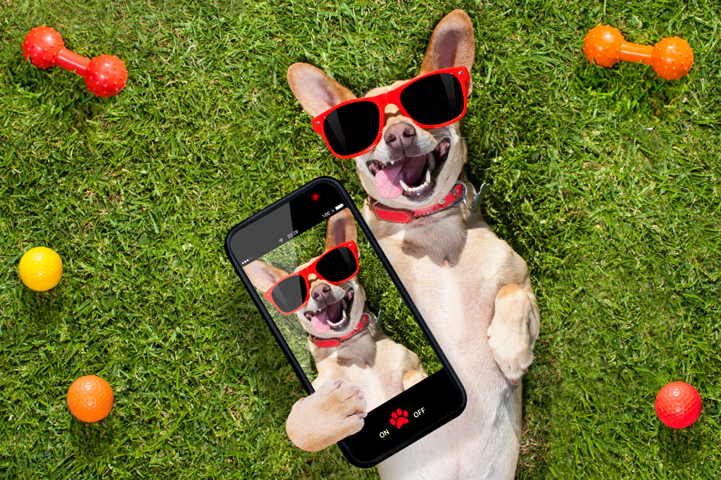 Aplicativos e gadgets úteis para o seu pet