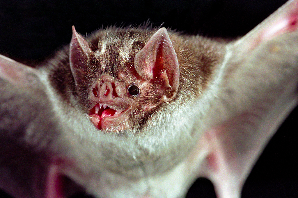 Cientistas encontram sete novos coronavírus em morcegos na África