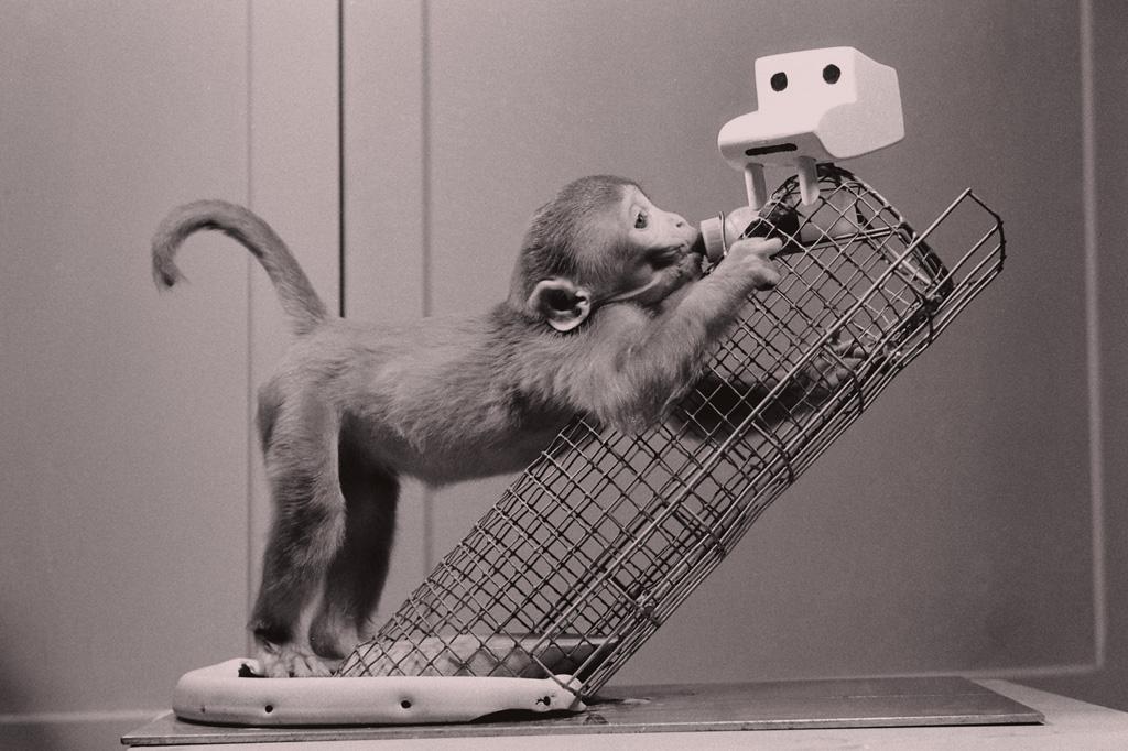 Alimentar Macacos: Um Trabalho Radical