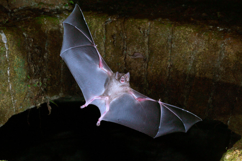 Featured image of post Imagens De Morcegos / Encontre mais imagens em alta resolução no acervo da istock, que inclui um banco de fotos de animal disponível para.