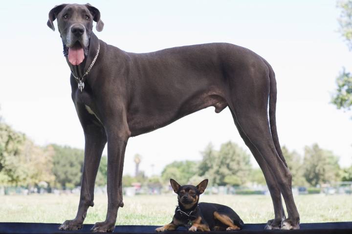 Conheça o Dog Alemão que pode se tornar o maior cachorro do mundo - Portal  do Dog