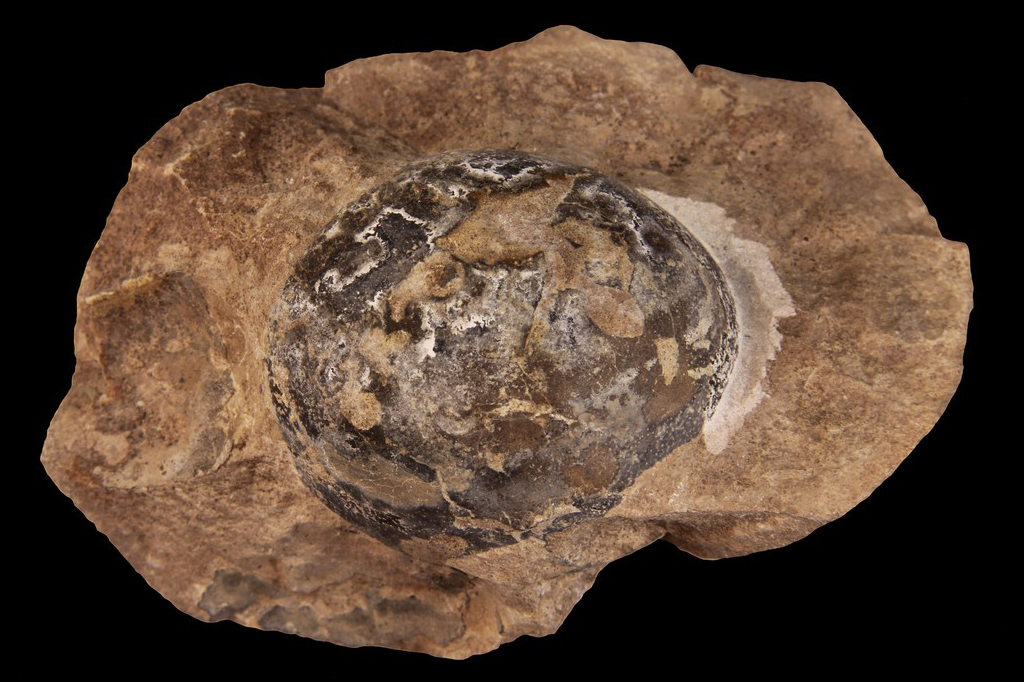 Ovos dos primeiros dinos não eram rígidos: tinham textura de couro