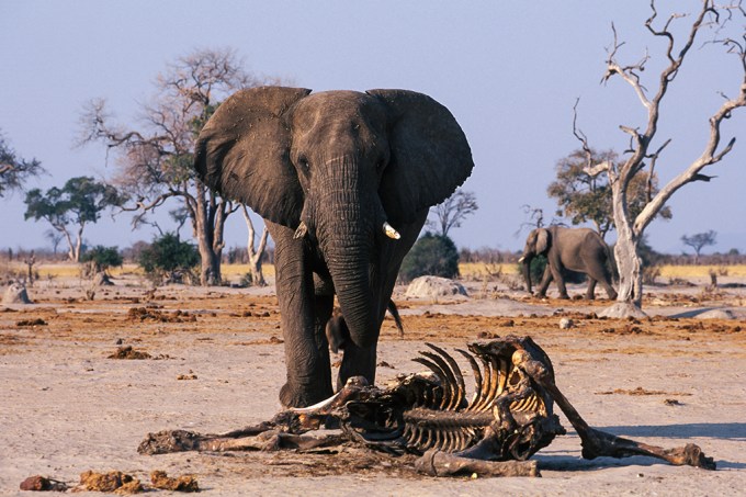 Centenas de elefantes foram encontrados mortos em Botswana – mas ainda não se sabe o por quê