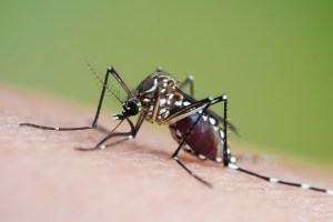 Mudanças climáticas podem levar o zikavírus para a Europa