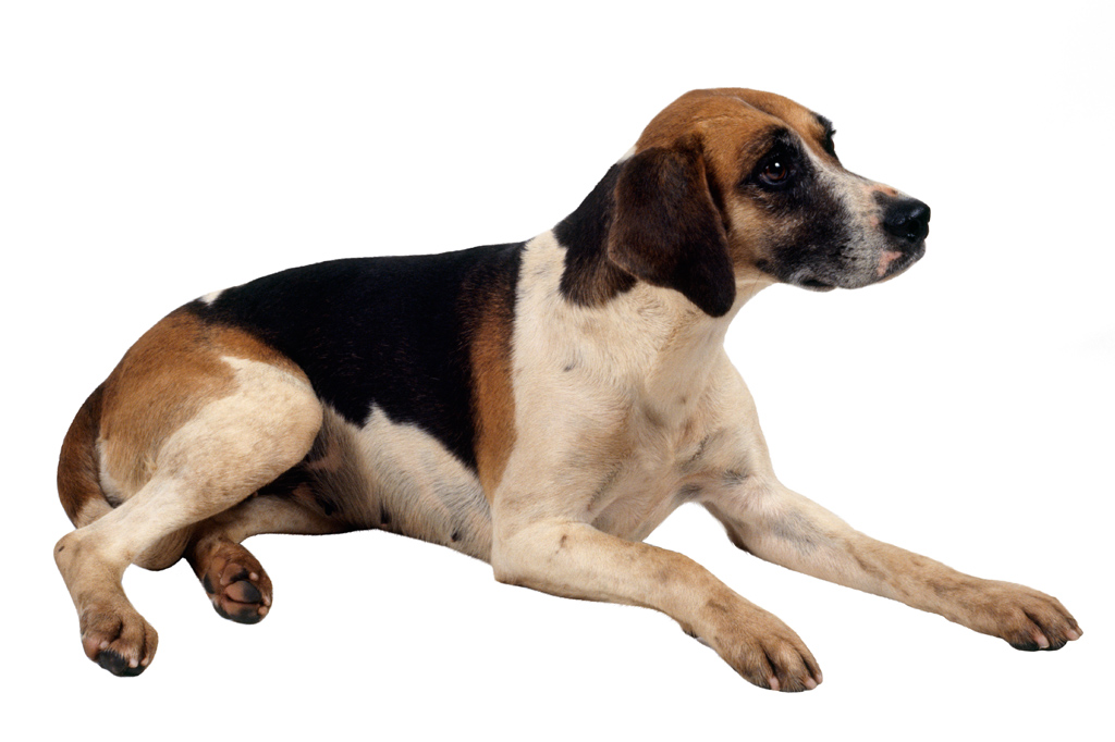 SI_101_cachorros_cacadores_10 <strong>Dois em um: a raça é uma mistura do foxhound e do beagle.</strong>