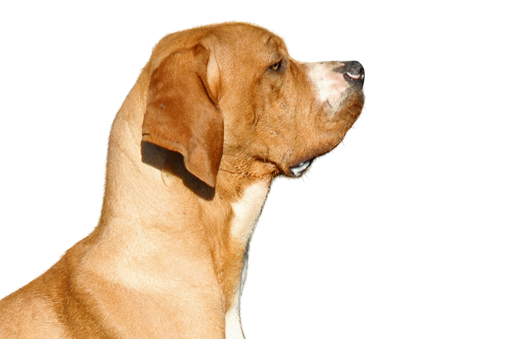 SI_101_cachorros_cacadores_11 <strong>Esse fleumático cão já foi considerado um criminoso.</strong>