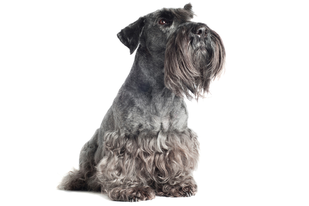 SI_101_cachorros_cacadores_12 <strong>Não deixe um cesky sozinho: ele pode acabar com a sua casa.</strong>