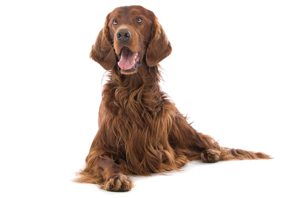 SI_101_cachorros_cacadores_13 <strong>A personalidade desse ruivo é tão radiante como sua pelagem.</strong>