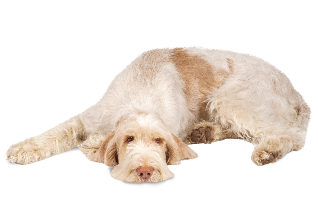 SI_101_cachorros_cacadores_14 <strong>Poucos resistem ao olhar quase humano do spinone.</strong>