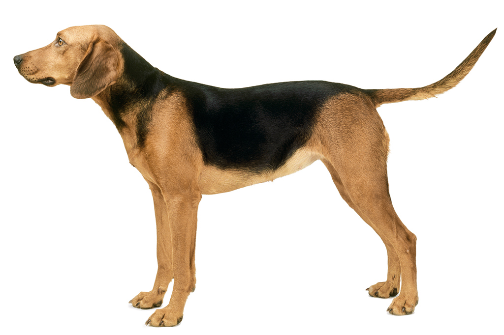 SI_101_cachorros_cacadores_15 <strong>O schiller tem o nome do pai, um fazendeiro que criou a raça.</strong>
