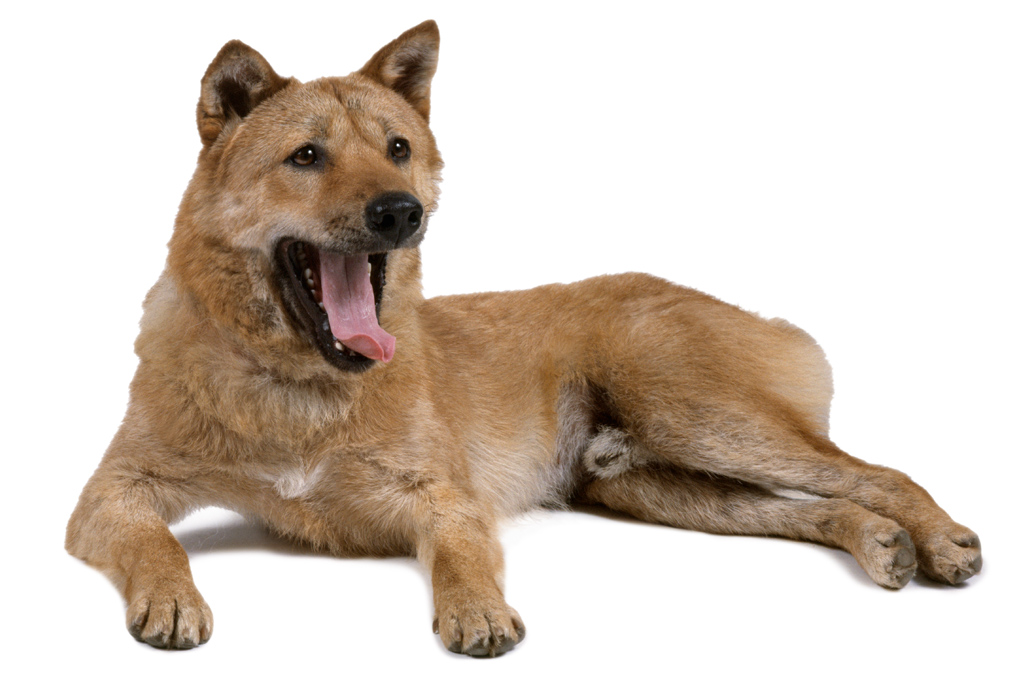 SI_101_cachorros_cacadores_5 <strong>Aqui está sua chance de conhecer o jindo, raro fora da Coreia.</strong>