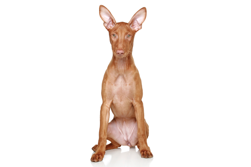 SI_101_cachorros_cacadores_7 <strong>Como um garoto tímido, ficam com as bochechas vermelhas se excitados.</strong>