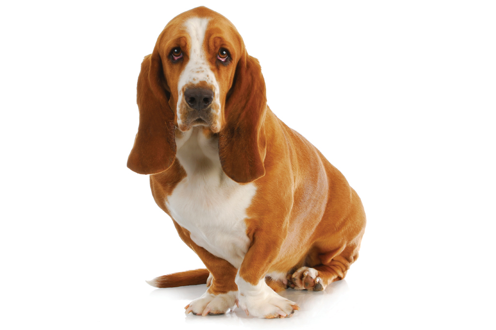 SI_101_cachorros_cacadores_8 <strong>Seus donos garantem que o basset fala.</strong>