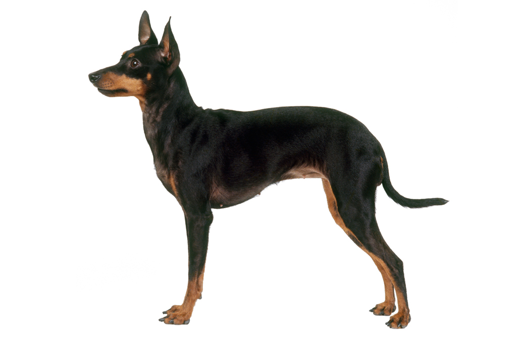 <strong>Problema com ratos? Chame o toy terrier.</strong>