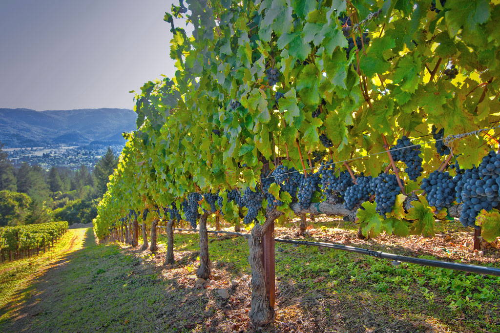 SI_Vinho_Terra_3 <strong>A tecnologia tem desbravado novos bons territórios para cultivo.</strong>