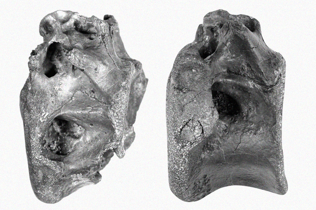 Fósseis do Vectaerovenator inopinatus