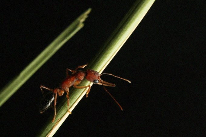 Ascensão: essa espécie de formigas pode passar do status de operária para rainha