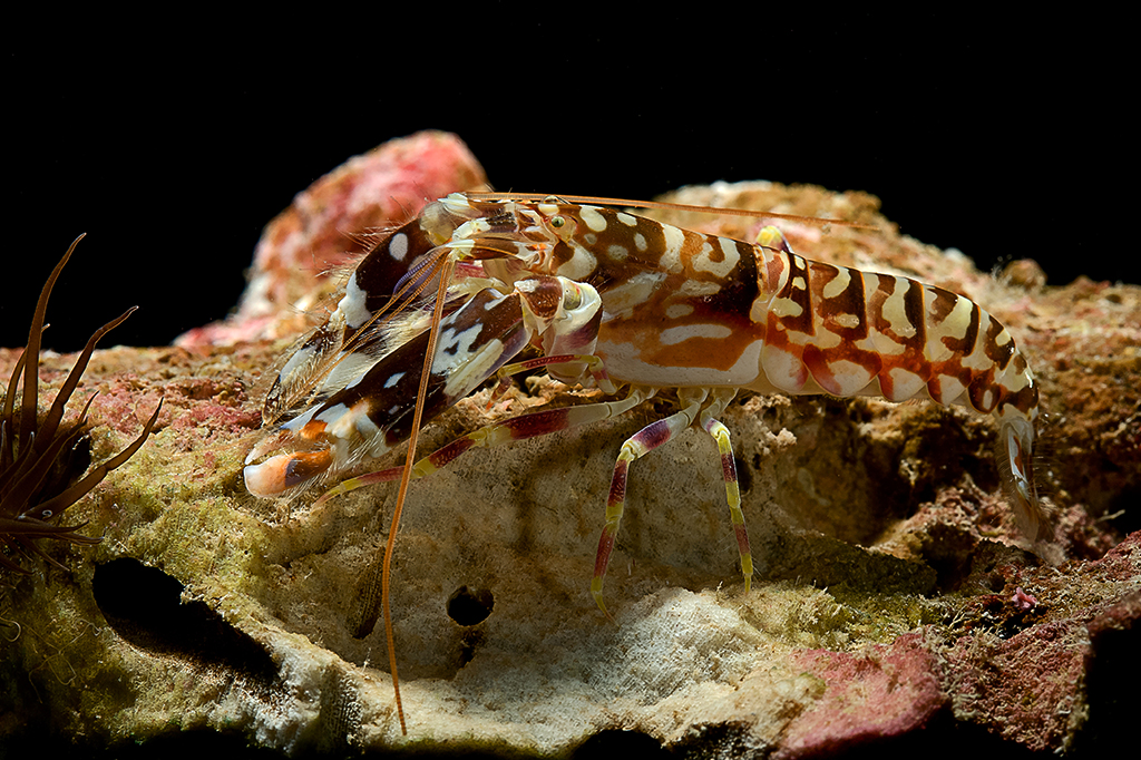 Conheça o camarão que caça com uma pistola sônica