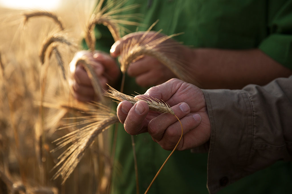 Tecnologias que removem CO2 do ar podem elevar preço dos alimentos, diz estudo