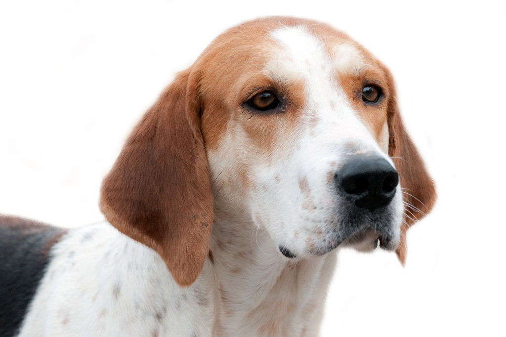 SI_101_cachorros_cacadores_4 <strong>Perseguidor implacável.</strong>