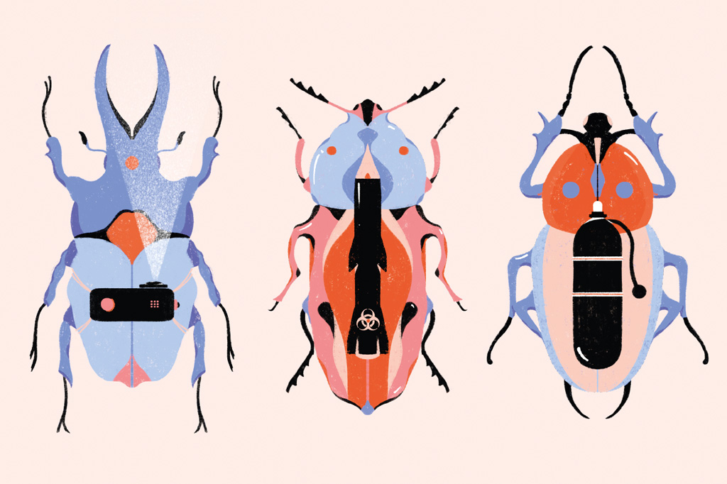 3 notícias sobre… besouros