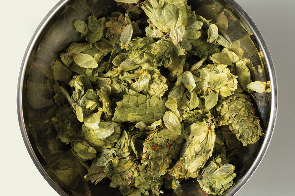 SI_Cervejas_Pao_6 <strong>100 litros de cerveja consomem 40 a 300 gramas de lúpulo.</strong>