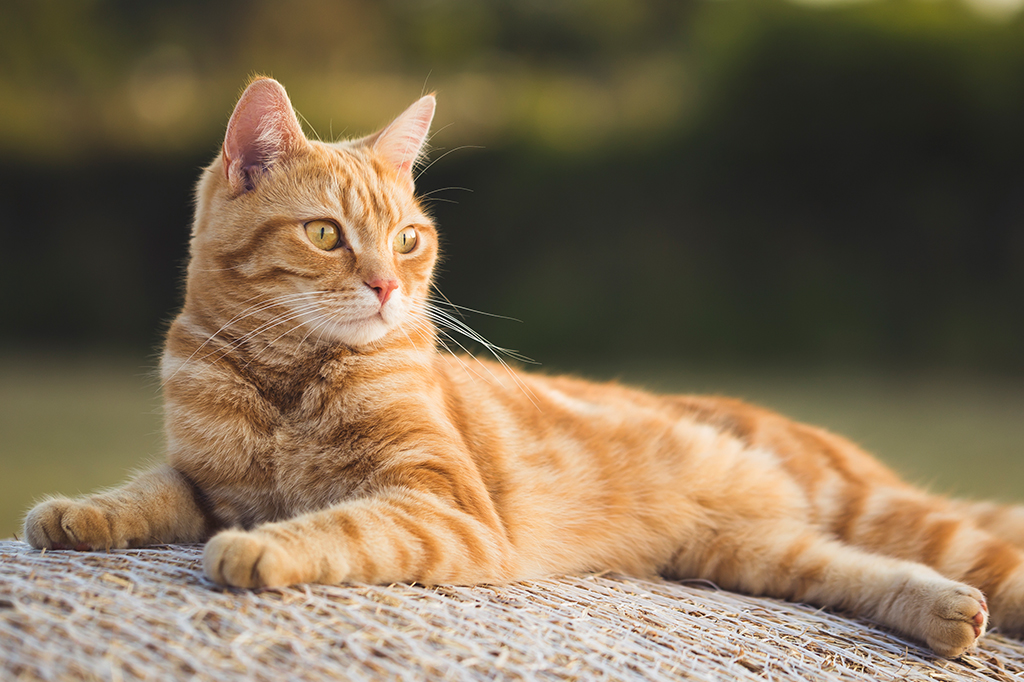 Pesquisadores identificam cinco tipos de donos de gato. Qual é o seu? | Super