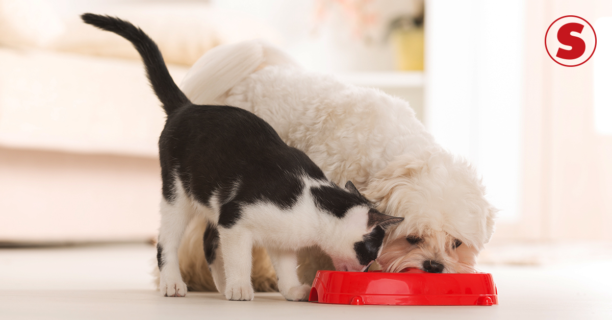 gato pode comer sachê de cachorro
