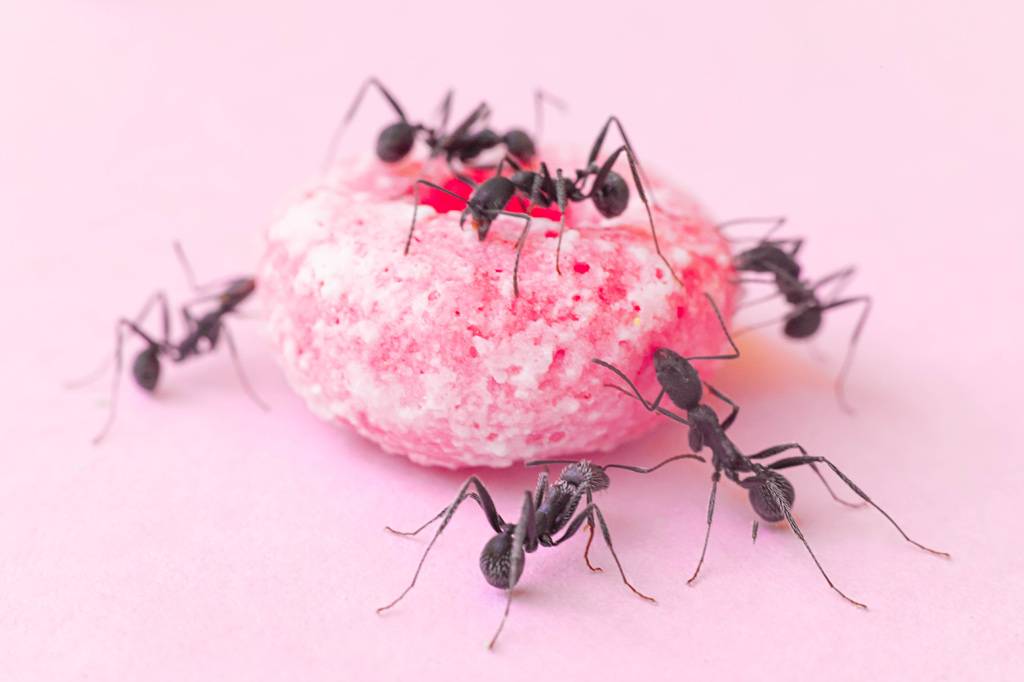 Como as formigas detectam doce em cima da mesa? É pelo cheiro?