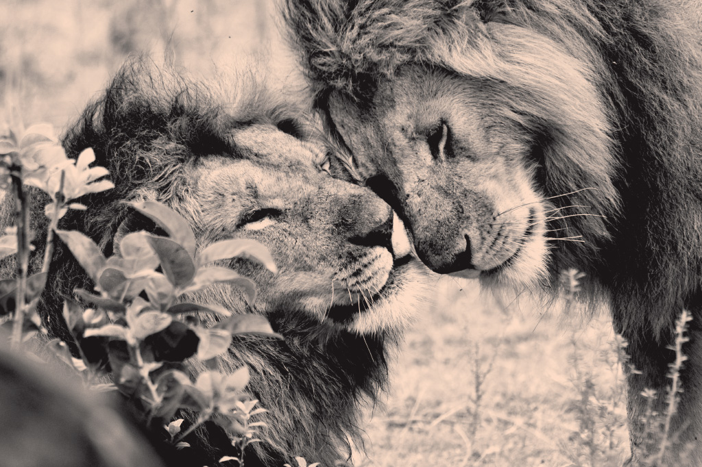 <strong>Não é só o bicho-homem: alguns leões e outros 30 mamíferos e 70 aves vivem relações homossexuais estáveis e duradouras ao longo da vida.</strong>