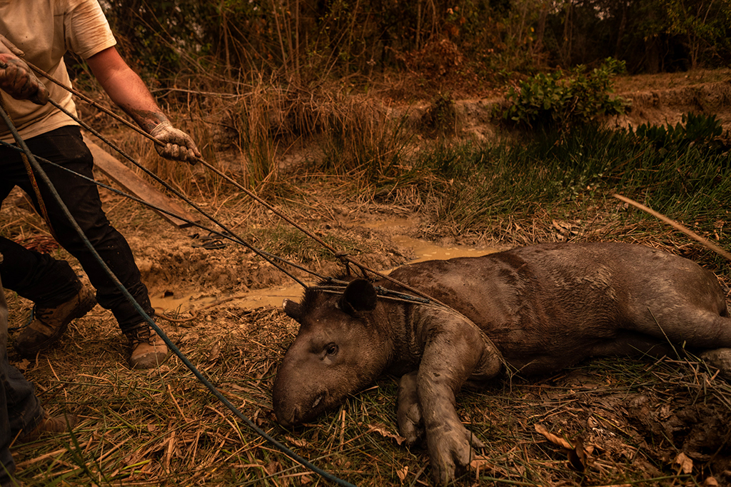 Como as queimadas no Pantanal comprometem a fauna da região