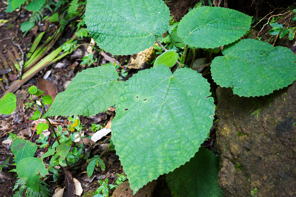 Planta australiana injeta veneno parecido com o de aranhas e escorpiões