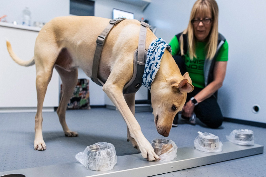 Aeroporto de Helsinque usa cães farejadores para detectar casos de Covid-19