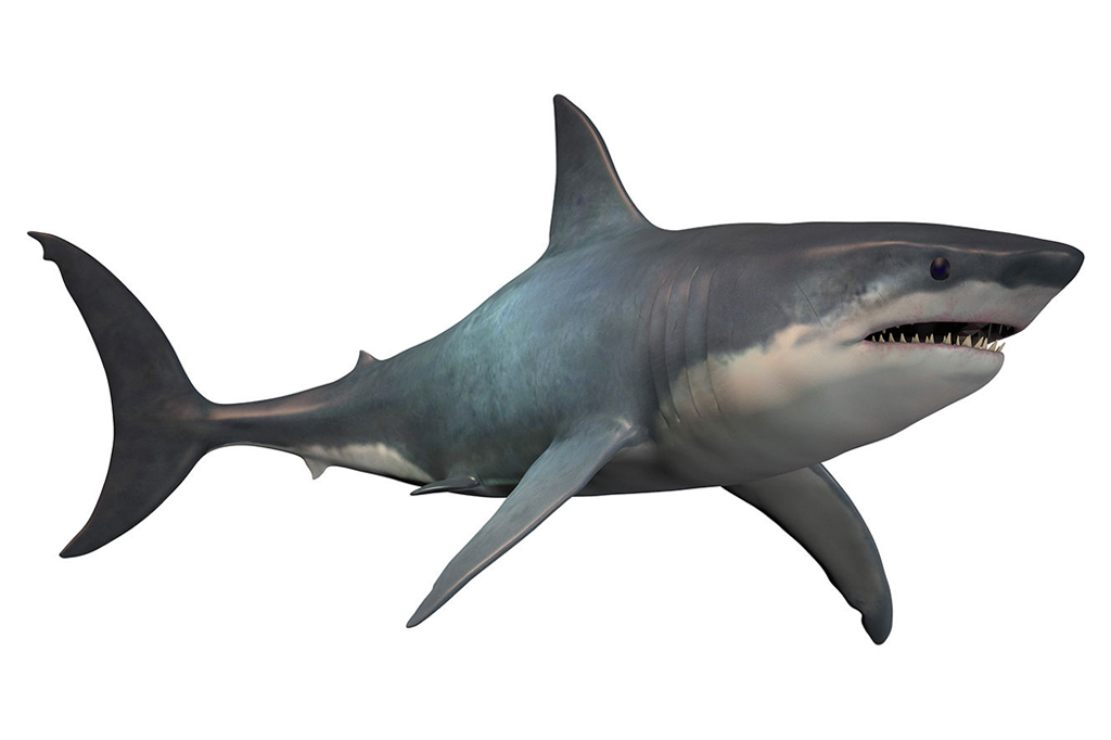 Megalodonte era três vezes maior que tubarão branco, revela pesquisa