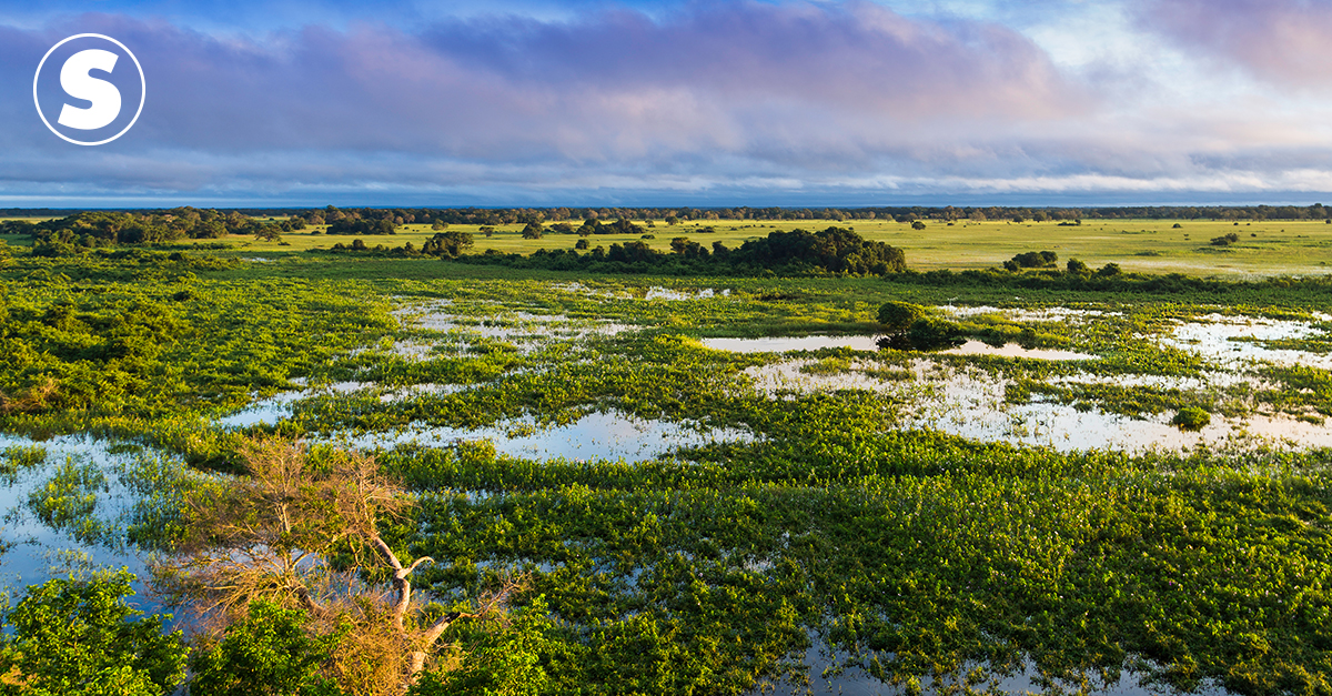 Pantaneirissimo: Maior ninhal do Pantanal tem quase um quilômetro de  extensão