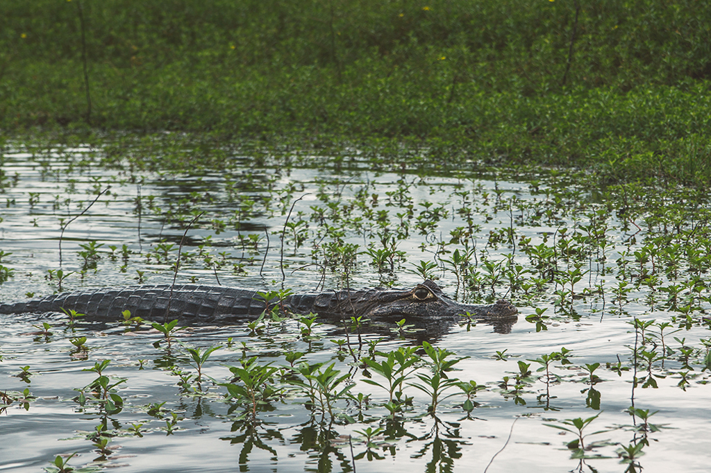 Arquivo | Um perfil do Pantanal, uma paisagem extraterrestre encravada na América do Sul Arquivo | Um perfil do Pantanal, uma paisagem extraterrestre encravada na América do Sul