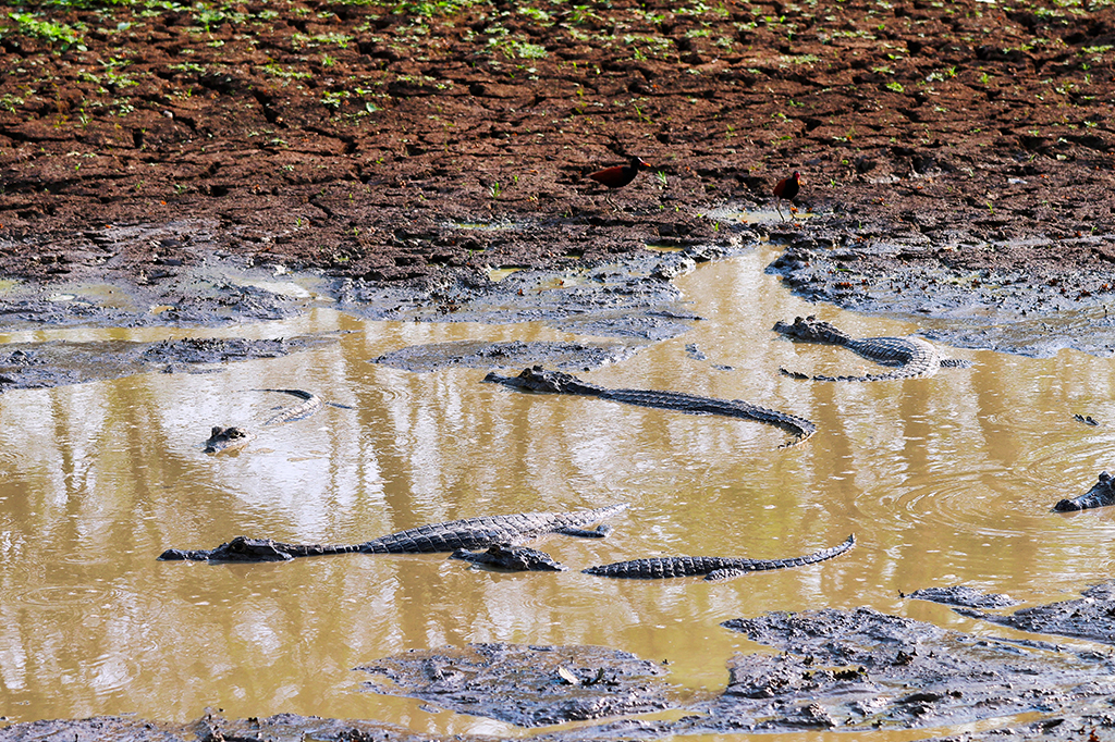 Arquivo | Um perfil do Pantanal, uma paisagem extraterrestre encravada na América do Sul Arquivo | Um perfil do Pantanal, uma paisagem extraterrestre encravada na América do Sul