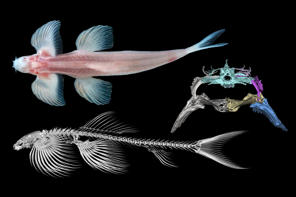 Estudo identifica 11 espécies de peixe que podem ser capazes de andar