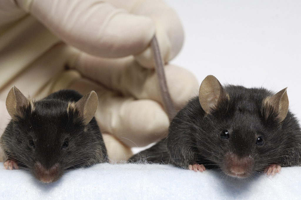 Ratos astronautas que retornaram à Terra podem contribuir para a medicina