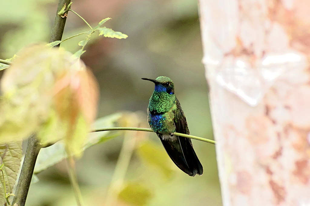 Beija-flores podem baixar suas temperaturas para menos de 4 ºC