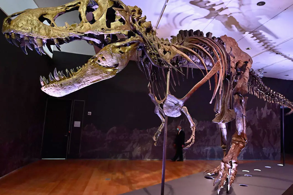Esqueleto de Tiranossauro Rex será leiloado em Nova York
